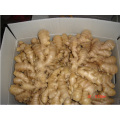 2014 Nouvelle Crop China Fresh vente chaude de gingembre